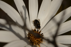 Megapalpus capensis