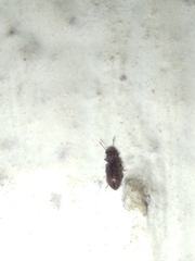 Coleoptera
