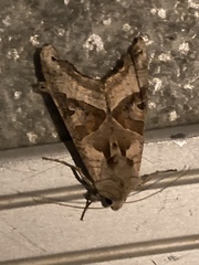 Phlogophora meticulosa
