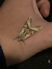 Phlogophora meticulosa