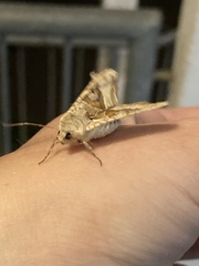 Phlogophora meticulosa