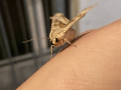 Phlogophora meticulosa