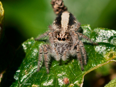 Megafreya sutrix