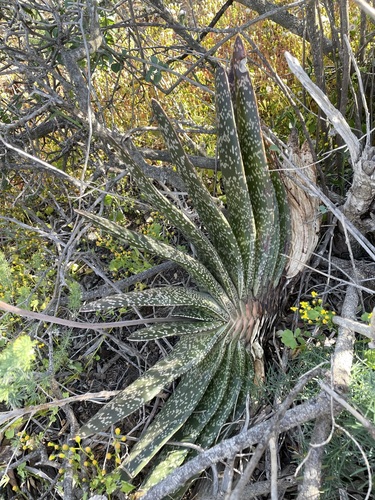 Image of Gasteria brachyphylla by (c) Matt Berger, some rights reserved (CC BY)