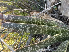 Gasteria brachyphylla