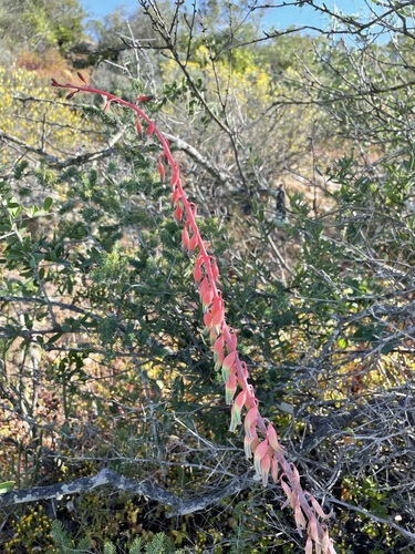 Image of Gasteria brachyphylla by (c) Matt Berger, some rights reserved (CC BY)