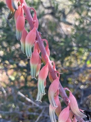 Gasteria brachyphylla