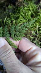 Cystopteris moupinensis