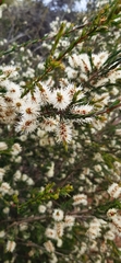 Melaleuca incana