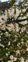 Melaleuca incana