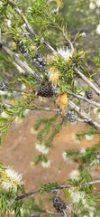 Melaleuca incana