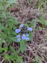 Salvia lachnostachys