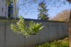 Salix