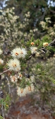 Melaleuca incana