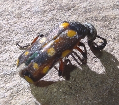 Ceroctis bohemanni
