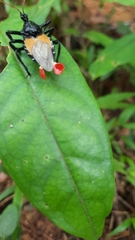 Apiomerus vexillarius