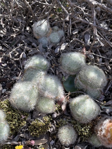 Purgosea hirta (Thunb.) Don