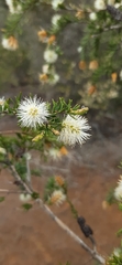 Melaleuca incana