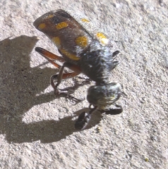 Ceroctis bohemanni