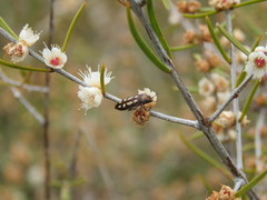 Castiarina crocicolor