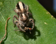 Megafreya sutrix