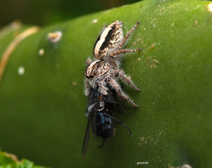 Megafreya sutrix
