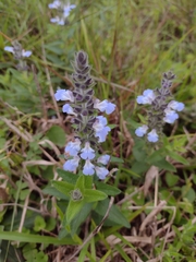 Salvia lachnostachys