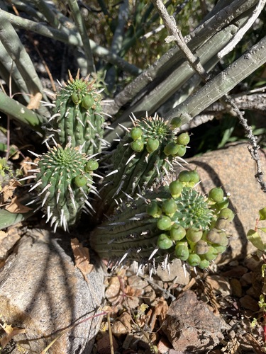 Image of Euphorbia ferox by (c) Matt Berger, some rights reserved (CC BY)