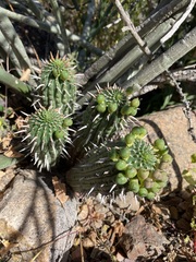 Euphorbia ferox