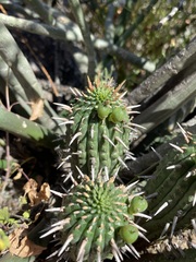 Euphorbia ferox