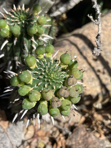 Image of Euphorbia ferox by (c) Matt Berger, some rights reserved (CC BY)
