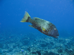 Lethrinus erythracanthus