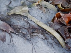 Saccorhiza polyschides