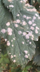 Podosphaera macularis