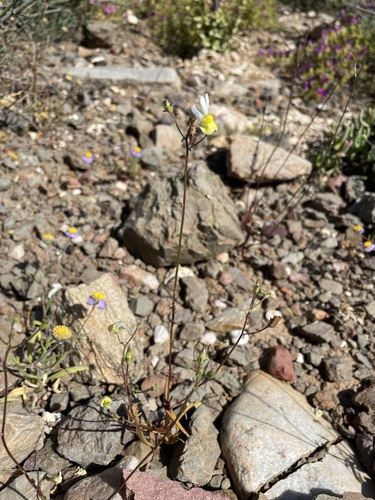 Image of Nemesia anisocarpa by (c) Matt Berger, some rights reserved (CC BY)