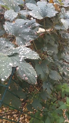 Podosphaera macularis