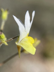 Nemesia anisocarpa