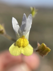 Nemesia anisocarpa