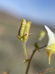 Nemesia anisocarpa