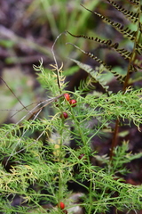 Asparagus schoberioides