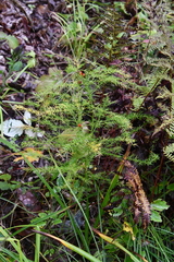 Asparagus schoberioides