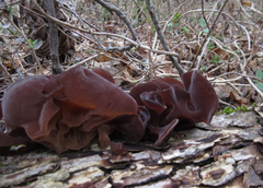 Auricularia auricula-judae