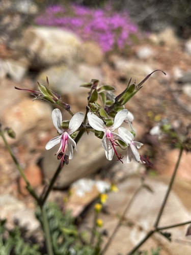 Pelargonium laxum (Sweet) G.Don