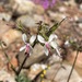 Pelargonium laxum - Photo (c) Matt Berger, algunos derechos reservados (CC BY), subido por Matt Berger