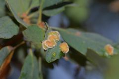 Aceria trichophila
