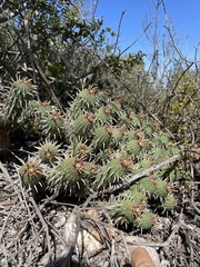 Euphorbia ferox