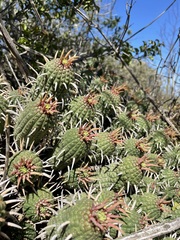 Euphorbia ferox