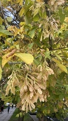 Acer negundo