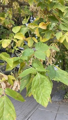 Acer negundo