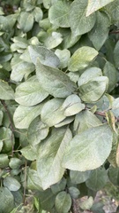 Prunus cerasifera